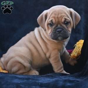 Ann, Miniature Bulldog Puppy